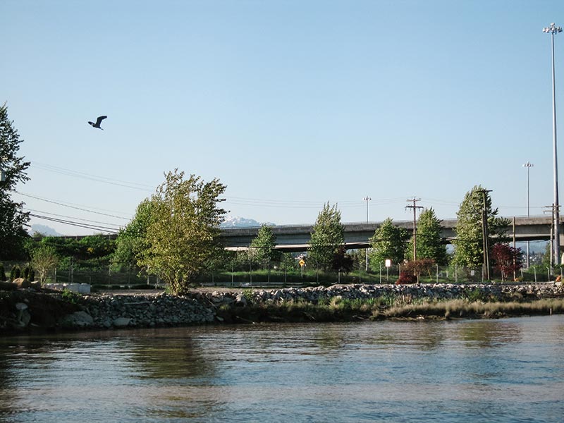 Bird Flying Above River Marina 